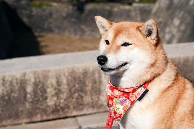 Shiba Inu Ritratto di cane giapponese