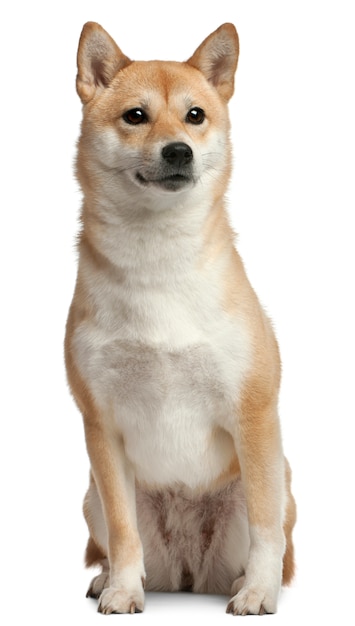 Shiba Inu su bianco