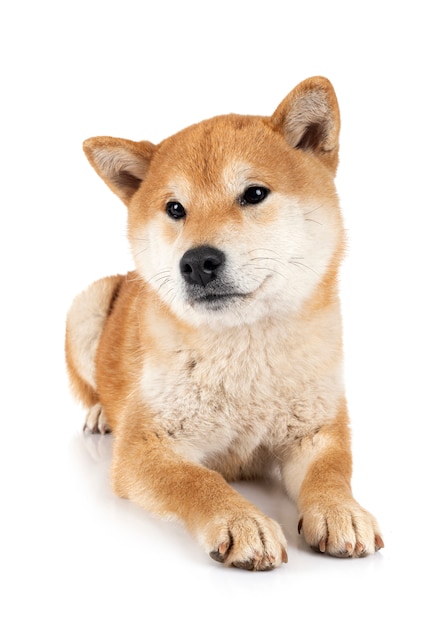 Shiba inu