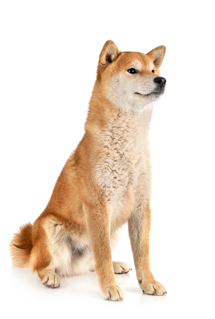 Shiba inu