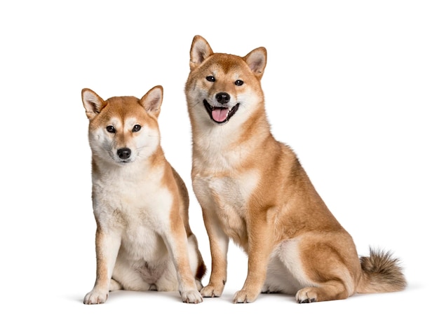 Shiba Inus seduto su sfondo bianco