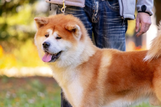 Shibainu di razza del cane nel parco vicino al suo padrone al guinzaglio