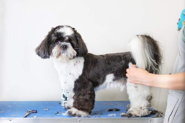 Shih Tzu cane al tavolo del toelettatore in studio Una mano di donna tiene un cane in una rastrelliera