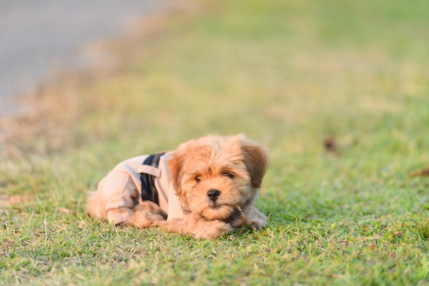 Shih tzu cane in giardino