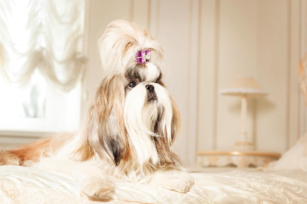 Shih Tzu con i capelli lunghi in un bellissimo interno classico