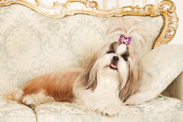 Shih Tzu con i capelli lunghi in un bellissimo interno classico