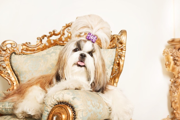 Shih Tzu con i capelli lunghi in un bellissimo interno classico