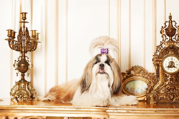 Shih Tzu con i capelli lunghi in un bellissimo interno classico