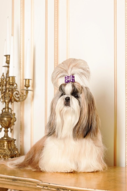 Shih Tzu con i capelli lunghi in un bellissimo interno classico