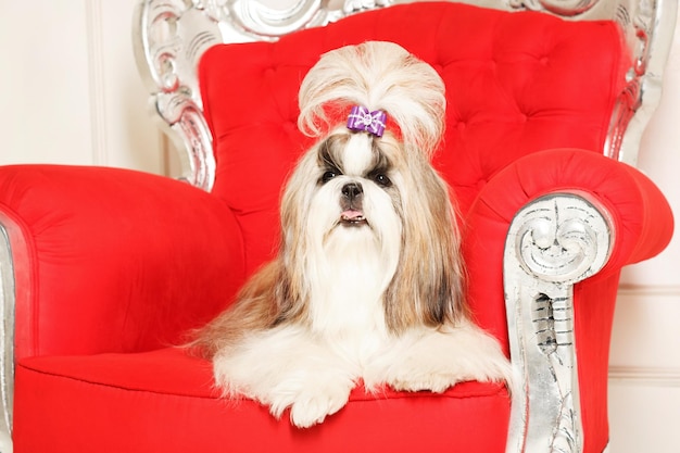 Shih Tzu con i capelli lunghi in un bellissimo interno classico