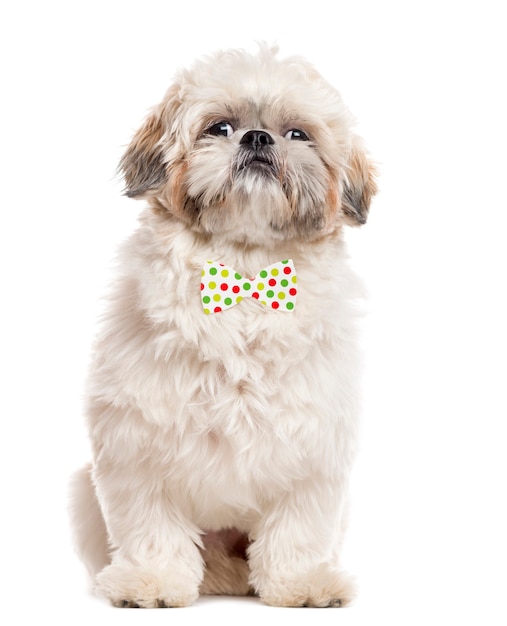 Shih Tzu con un fiocco divertente seduto e guardando la telecamera isolata su bianco