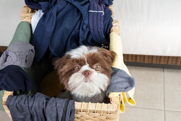 Shih tzu cucciolo all'interno di un cesto della biancheria e di fronte alla telecamera