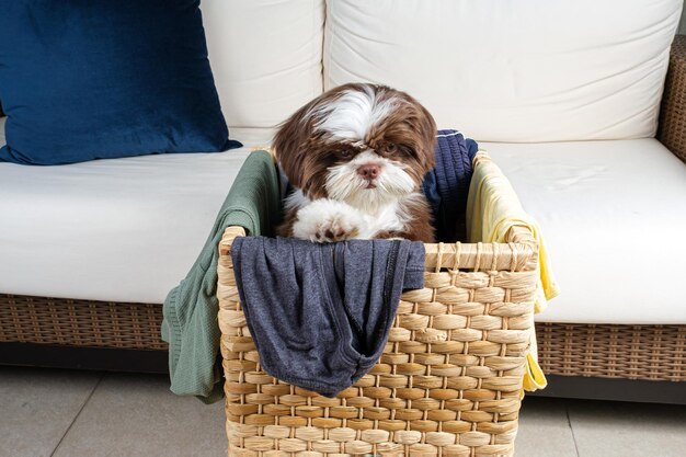 Shih tzu cucciolo dentro un cesto della biancheria e guardando in basso