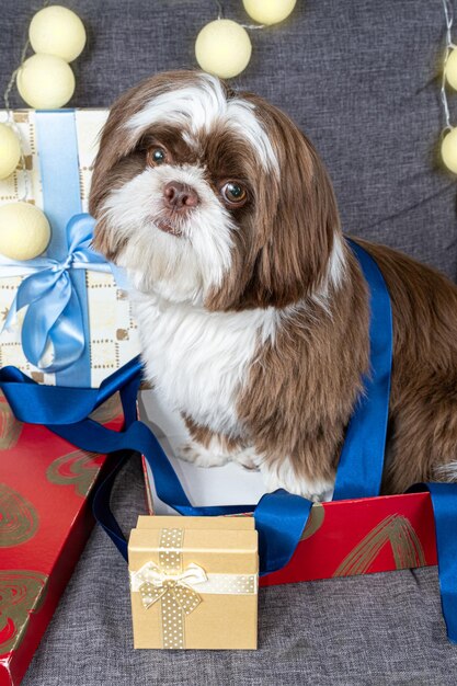 Shih tzu di 9 mesi china la testa e si siede all'interno di una confezione regalo aperta