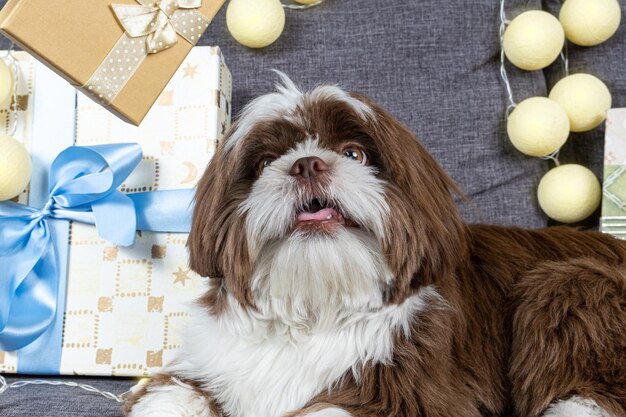 Shih tzu di 9 mesi con la bocca aperta e guardando una confezione regalo dorata con un fiocco