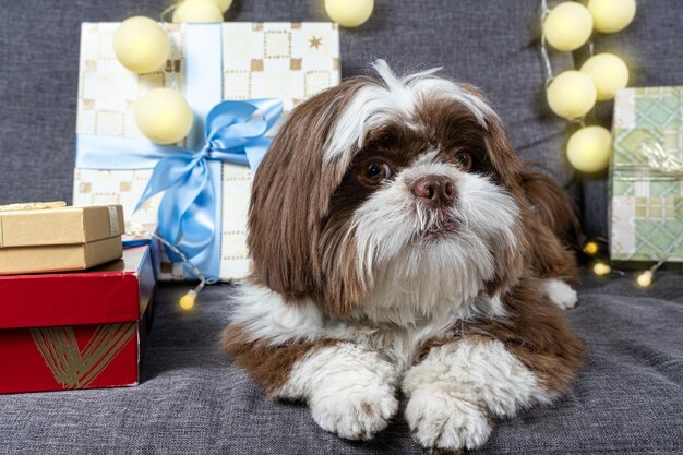 Shih tzu di 9 mesi con una faccia sospetta accanto a scatole regalo e lampadine