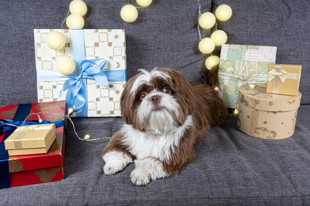 Shih tzu di 9 mesi sdraiato sul divano accanto a scatole regalo e lampade