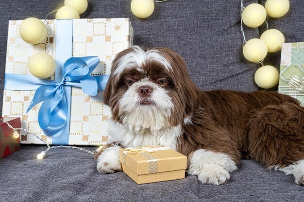 Shih tzu di 9 mesi sdraiato sul divano con una scatola regalo dorata tra le zampe