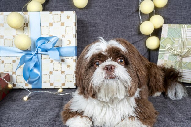 Shih tzu di 9 mesi sdraiato sul divano e fissando accanto a scatole regalo con fiocchi e lampadine