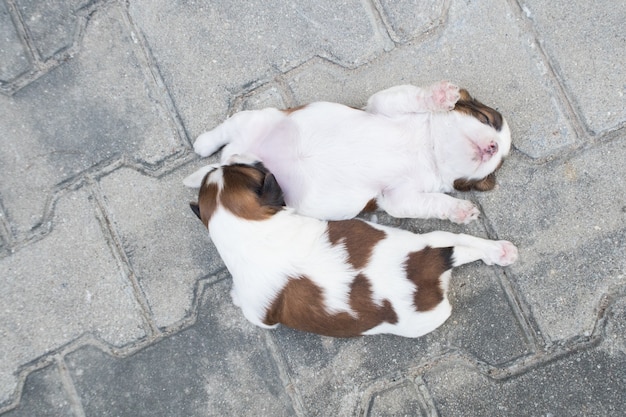 Shih Tzu, Due settimane vecchi, Cute cuccioli dormono sul pavimento.