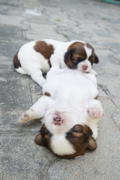 Shih Tzu, Due settimane vecchi, Cute cuccioli dormono sul pavimento.