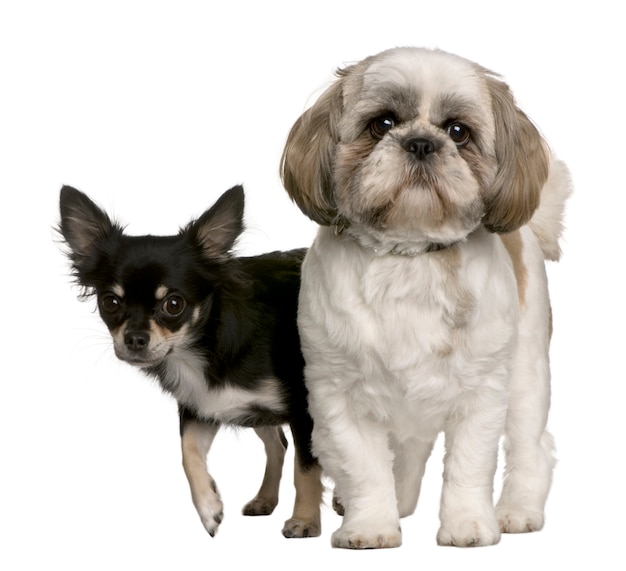 Shih Tzu e Chihuahua, in piedi