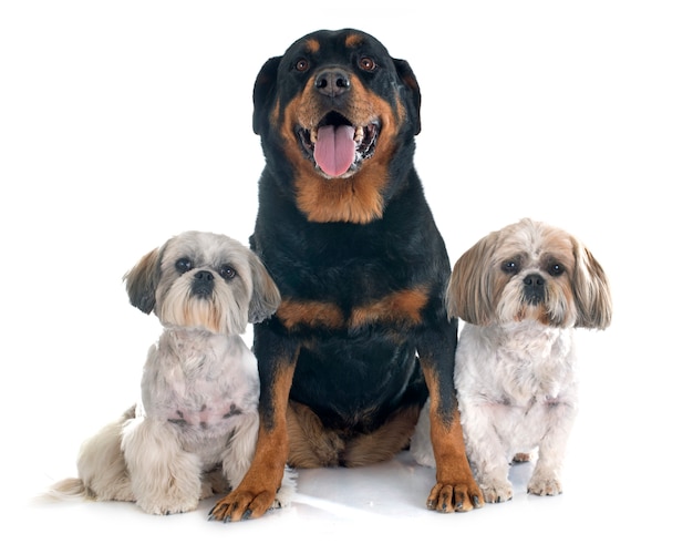 Shih Tzu e Rottweiler dog