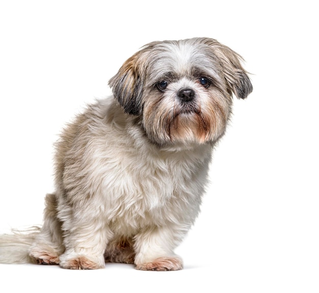 Shih Tzu guardando la telecamera seduto su bianco