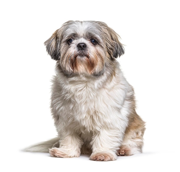 Shih Tzu guardando la telecamera seduto su bianco