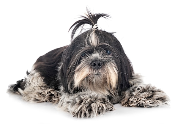 Shih Tzu in studio