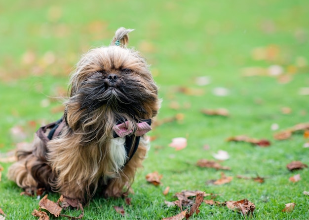 Shih-tzu nell'erba in autunno