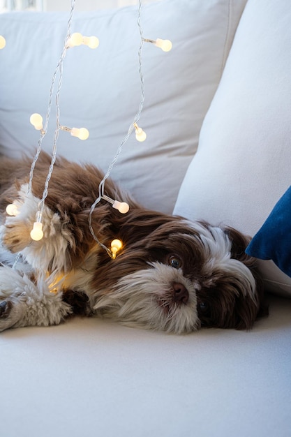 Shih tzu si rilassa sul divano e gioca con la sua zampa su una piccola lampada verticale illuminata