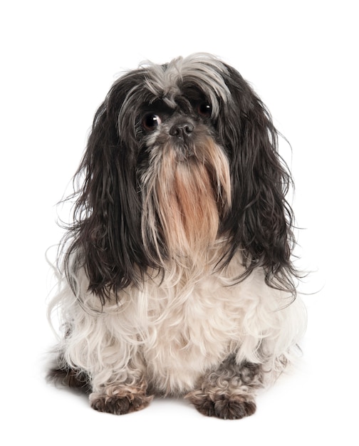 Shih tzu