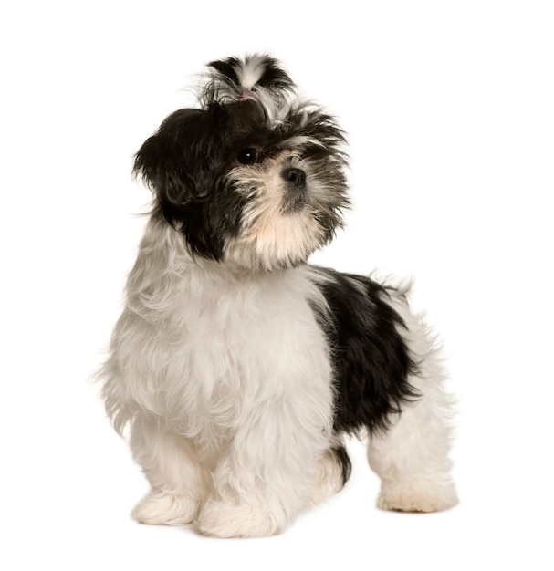 Shih tzu