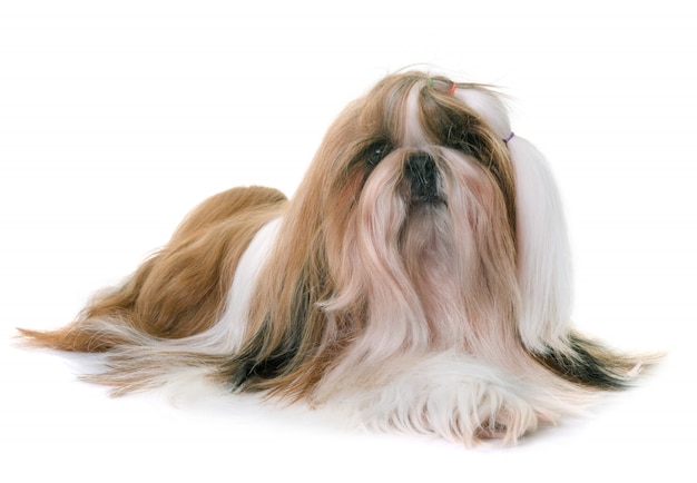 shihtzu in studio