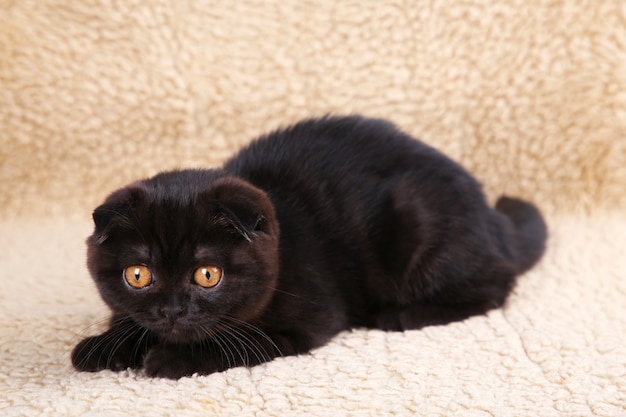 Shorthair britannico del gattino nero con gli occhi gialli su beige