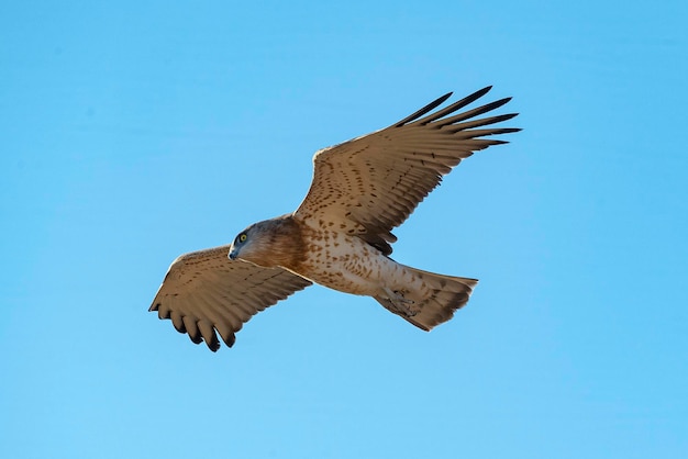 Shorttoed snake eagle o aquila shorttoed Circaetus gallicus Malaga Spagna