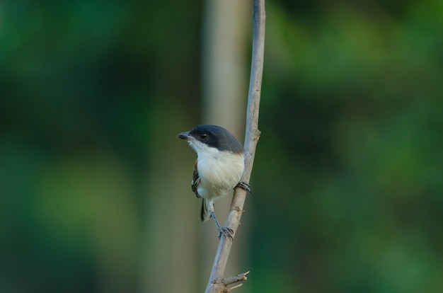 Shrike birmano che si appollaia su un ramo