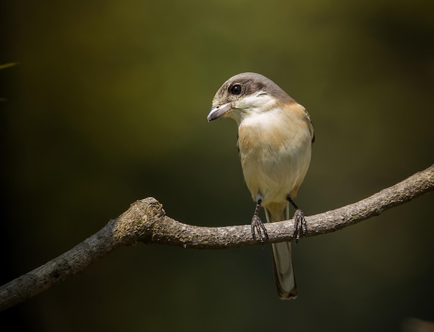 Shrike birmano Lanius collurioides sui rami degli alberi