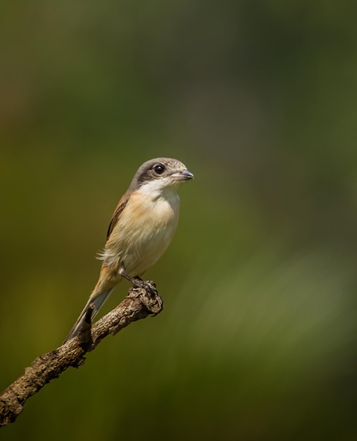 Shrike birmano Lanius collurioides sui rami degli alberi