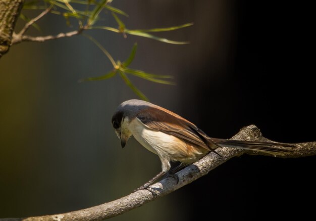 Shrike birmano Lanius collurioides sui rami degli alberi