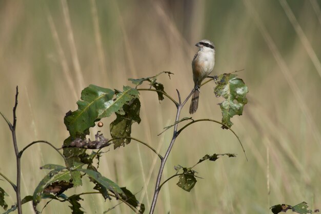 Shrike dalla coda lunga