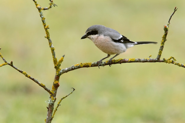 Shrike grigio meridionale con le prime luci dell'alba