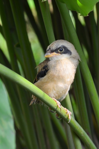 Shrike marrone uccello all'interno del cespuglio, canto degli uccelli, Lanius cristatus