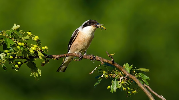 Shrike sostenuto da maschio che si siede su un ramoscello e che tiene insetto in becco di estate