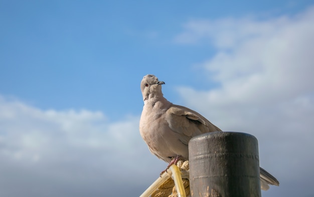 Si è tuffato sulla corda marrone sulla priorità bassa del cielo blu