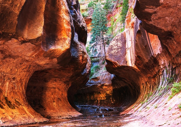 Si restringe nel Parco Nazionale di Zion, Utah