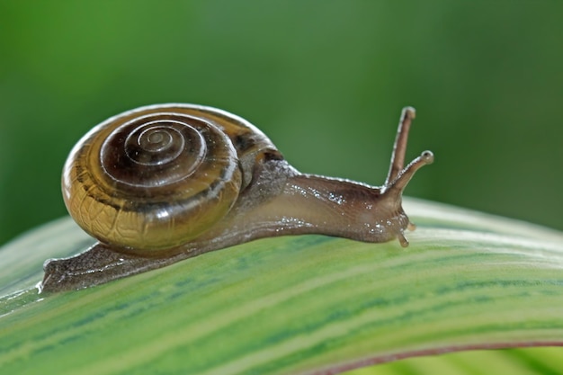 Si vede una lumaca su una foglia in giardino