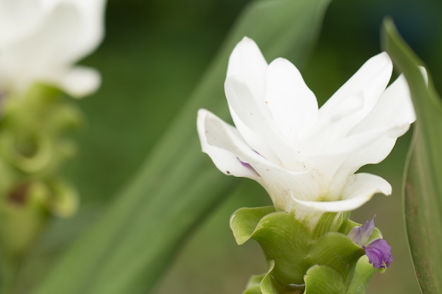 Siam Tulip fiori nel giardino.