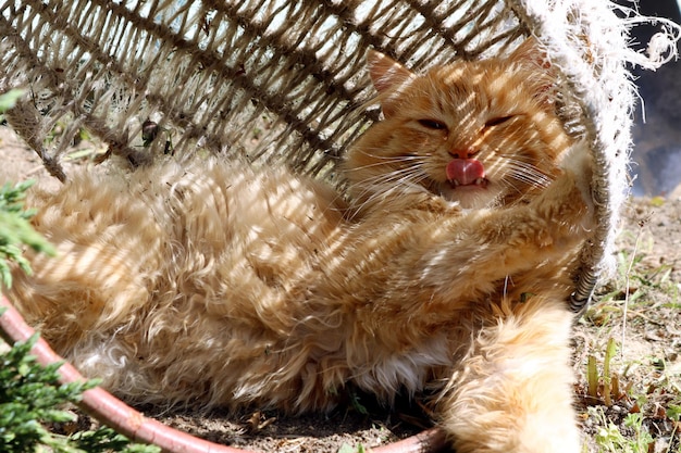 Siamo salvati dal caldo nella stagione calda un gatto rosso che tira fuori la lingua nascosto in un vecchio cesto primo piano ombra da oggetti